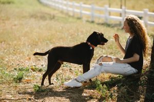 Tips For Training Your Puppy To Be More Obedient